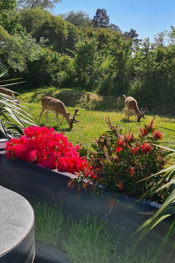 B&B Het Duinhuisje Met Jacuzzi, Gratis Parkeren, 2 Fietsen Te Leen, Airco Зандвоорт Екстериор снимка